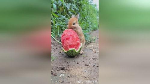 台湾网红小兔子吃瓜视频,揭秘网红幕后生活  第3张